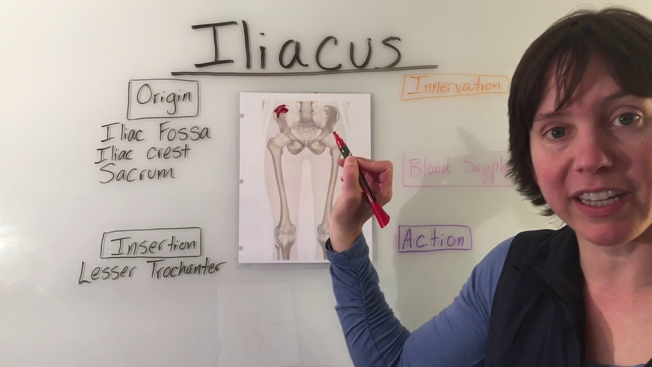 Iliacus Muscle Anatomy