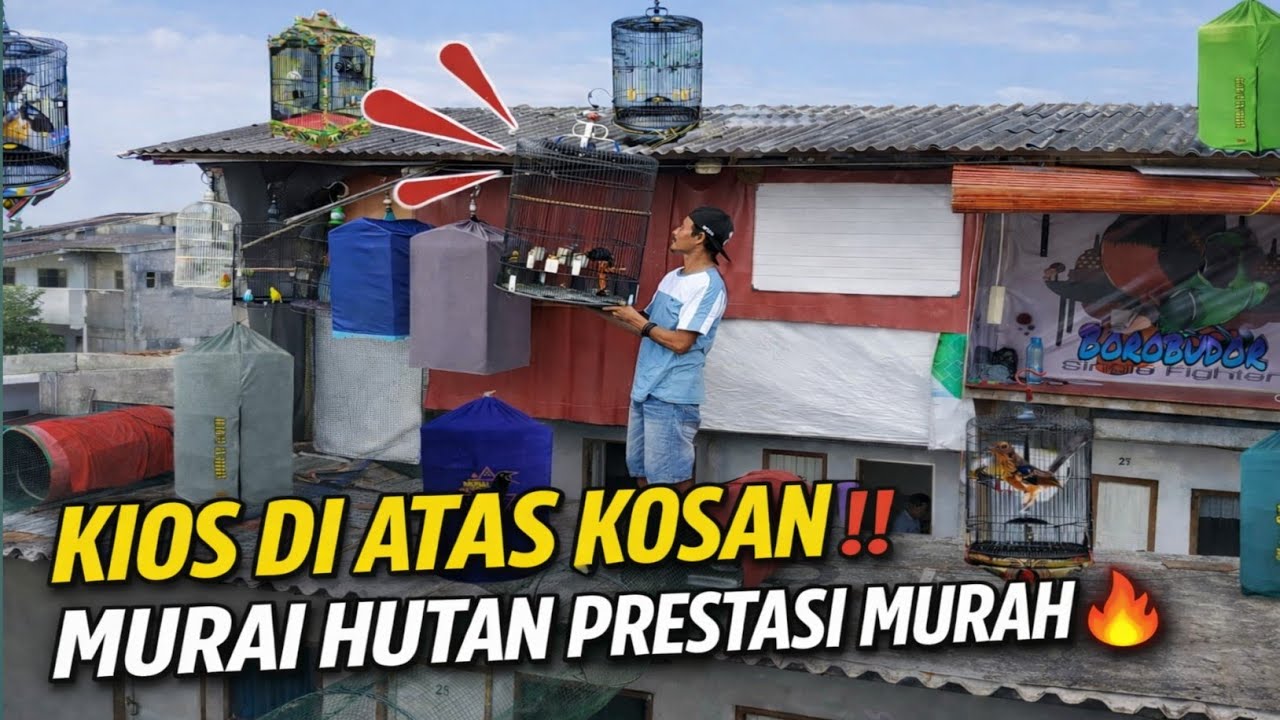 UNIK‼️KIOS MURAI DI ATAS KOSAN 😱 BOROBUDUR SF MURAI HUTAN PRESTASI HARGA MURAH🔥