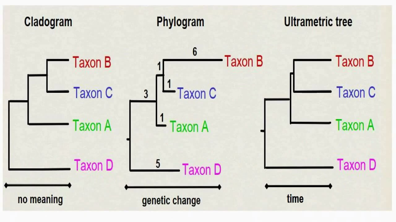 Cladogram and Phylogram and Ultrametric Tree