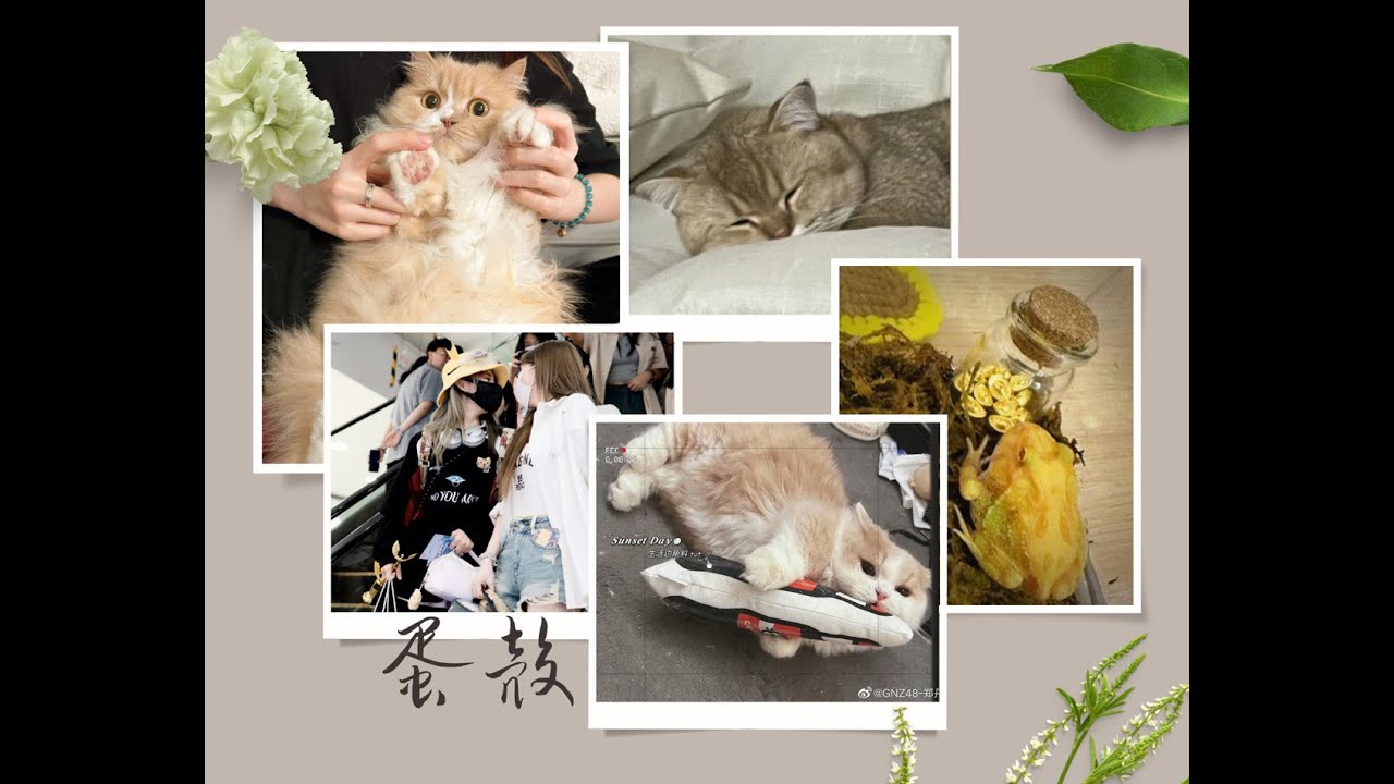 [20230811][GNZ48蛋壳][Đản Xác]: Cuộc sống thường nhật và câu chuyện dạy dỗ con cái của nhà Đản Xác