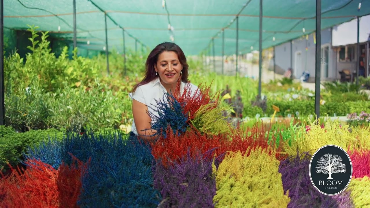 Cum să plantezi și să &icirc;ngrijești Calluna