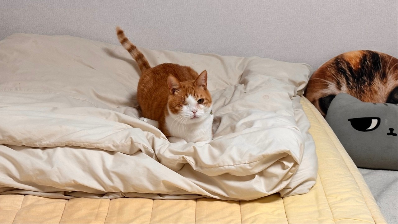 생존 신고와 함께 연휴 스타뚜