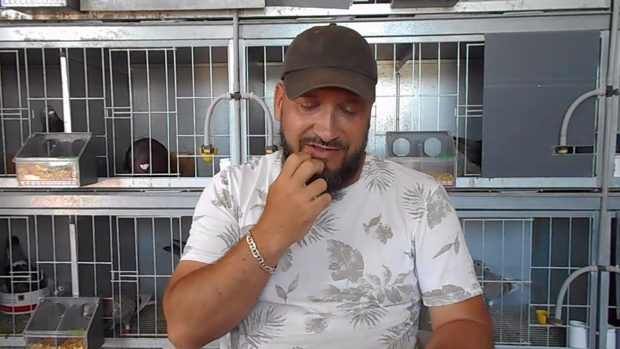 Palomo con salmonera y tricomoniasis,samuel fuente