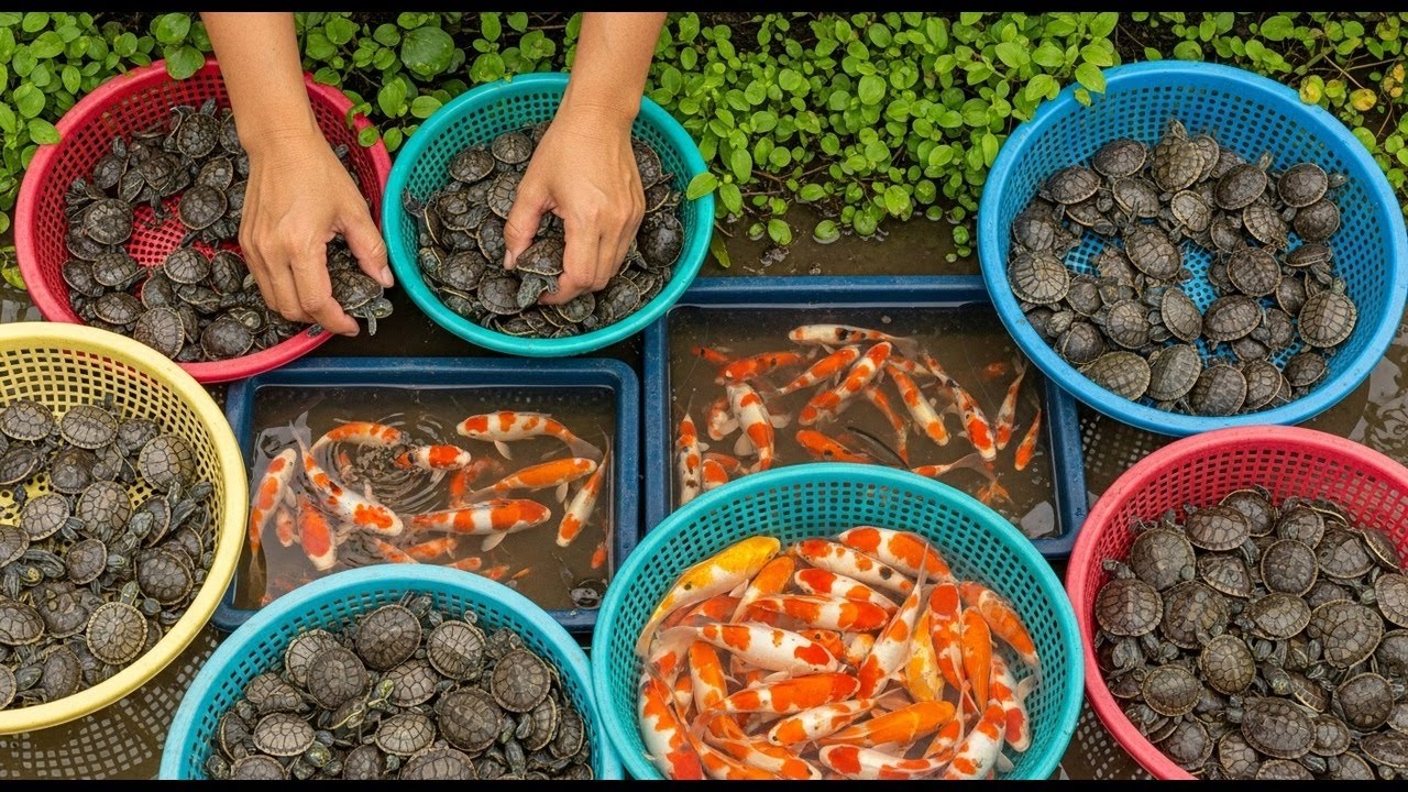 Catching Fresh River Crabs & Snails | Ultimate Outdoor Village Cooking