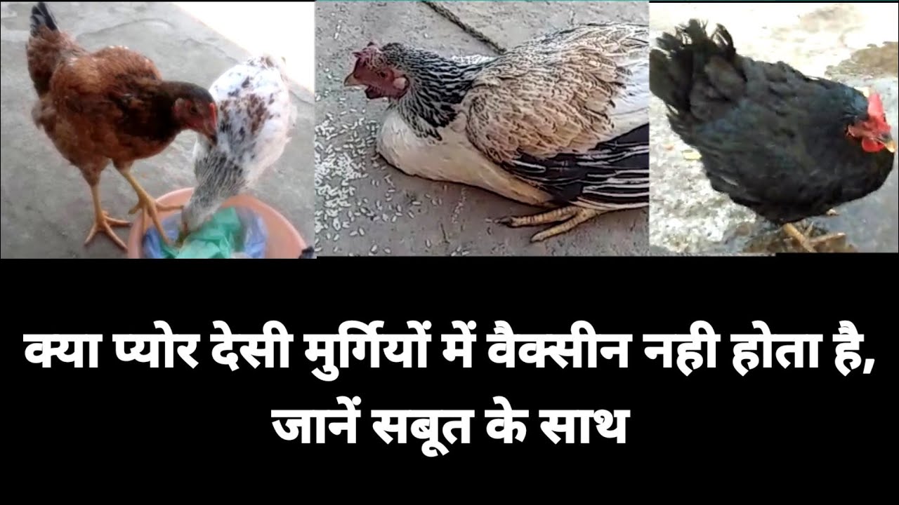 क्या प्योर देसी मुर्गियों में वैक्सीन होता है?।।pure desi murgi palan।।pure desi murgi farming।।