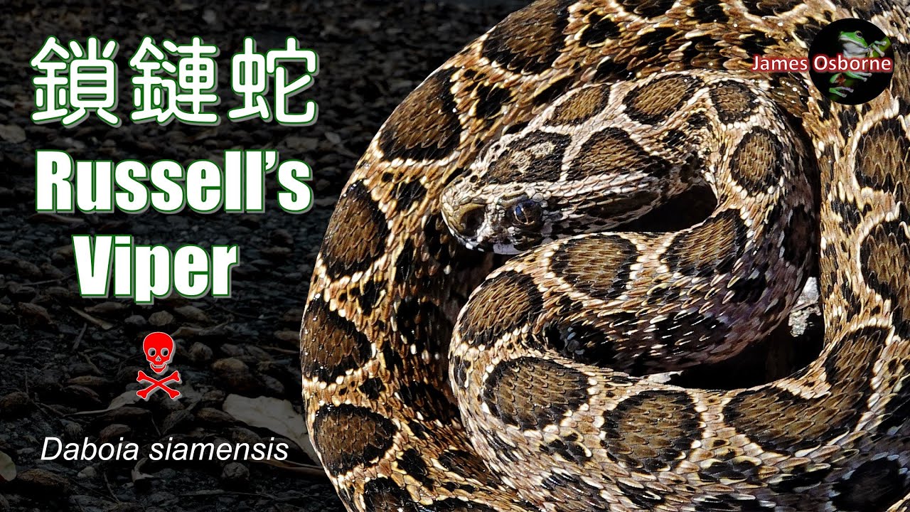 毒蛇: 鎖鏈蛇 (Daboia siamensis) Siamese Russell's Viper