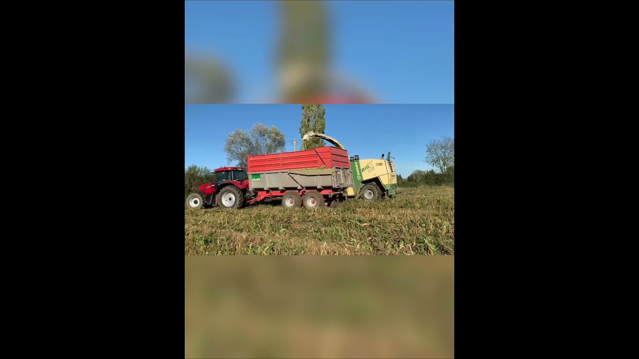 Ensilage de maïs bio 2021