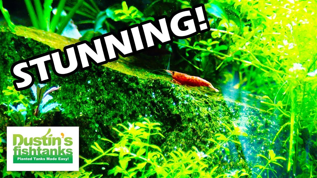 How to keep Cherry Shrimp: Neocaridina Species Sunday
