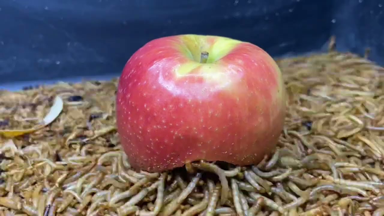 10,000 Tenebrios 🆚 MANZANA 🍎