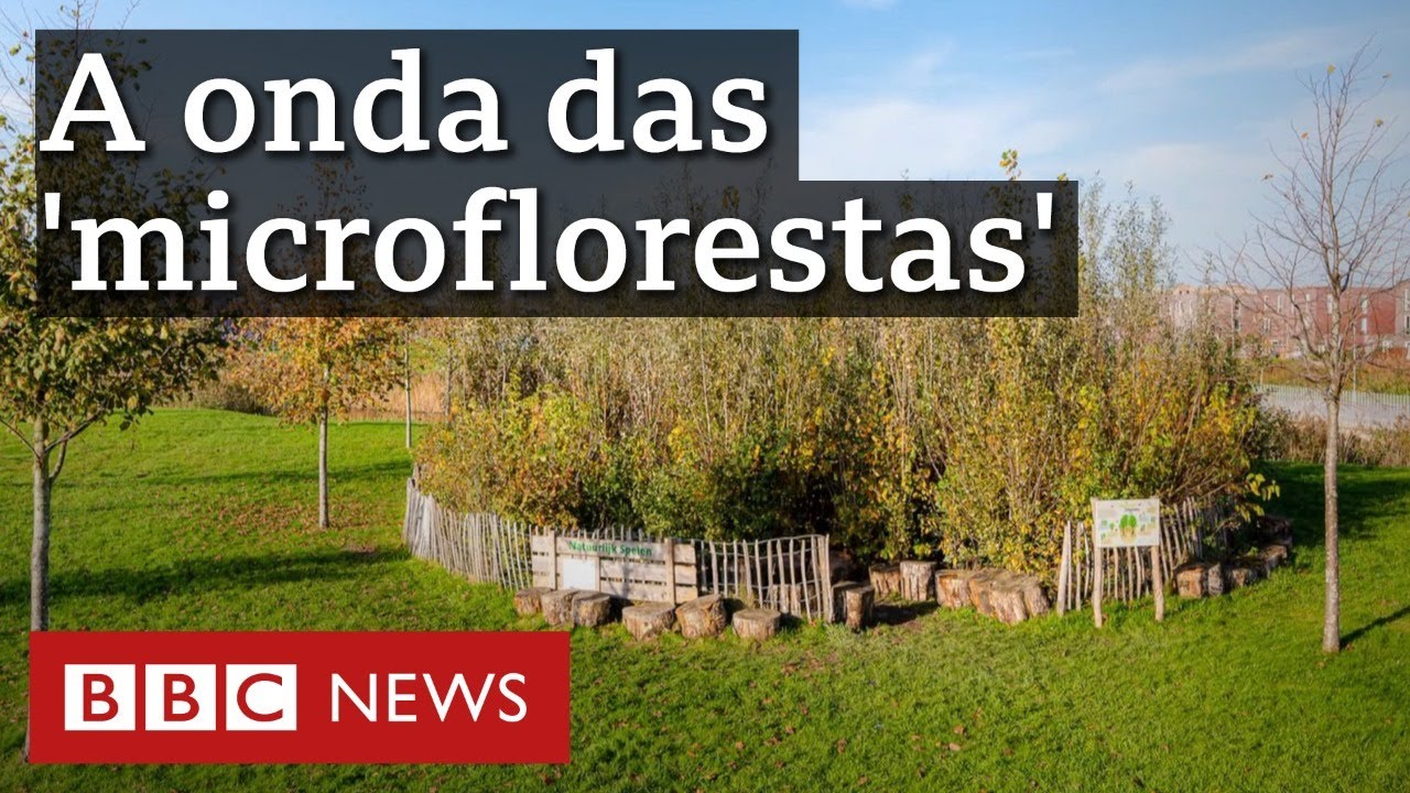 O que s&atilde;o as 'microflorestas' que est&atilde;o surgindo no mundo