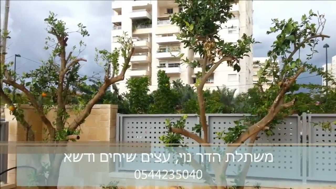 הקמה ועיצוב גינה עם עצים בוגרים -משתלת הדר נוי