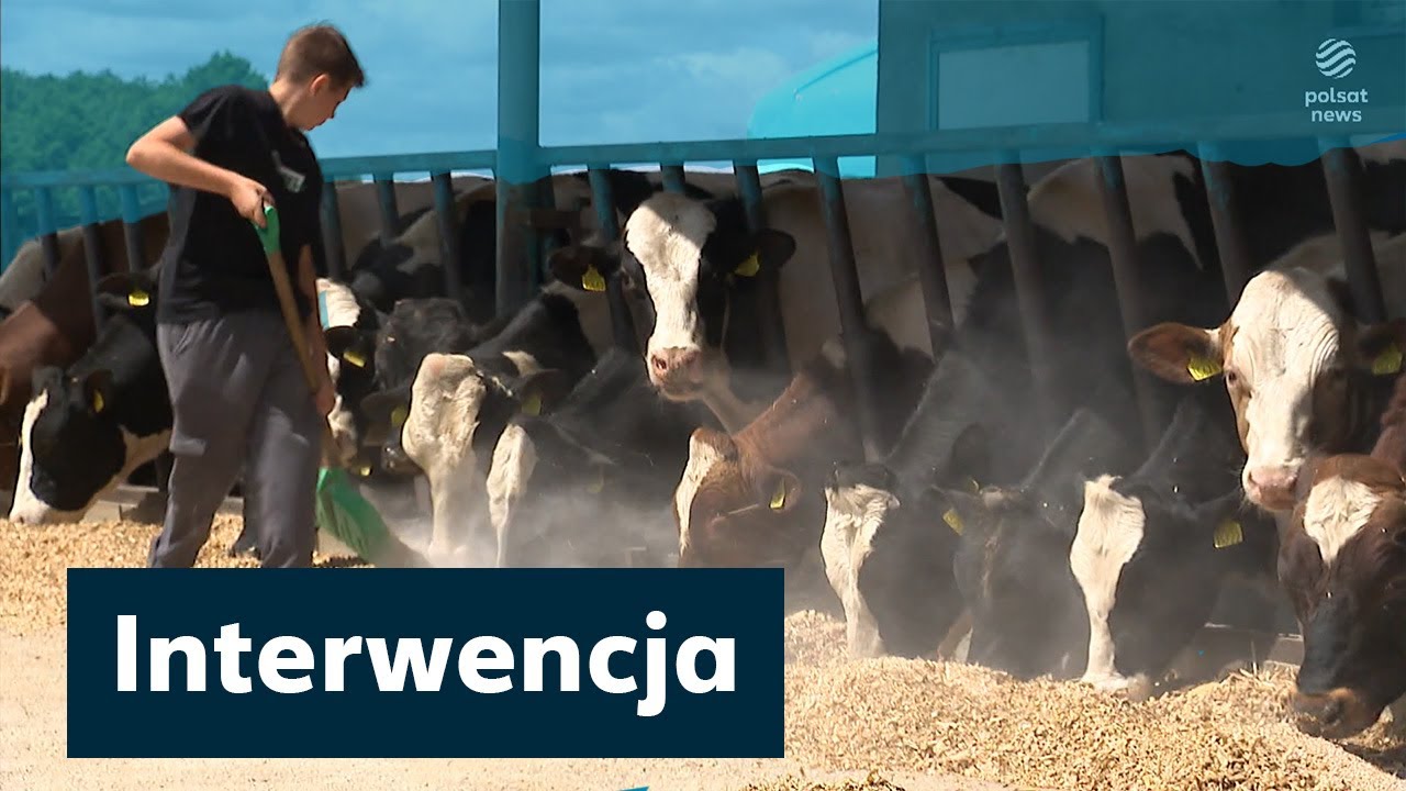 Skupowali byki za miliony. Nie przelali pieniędzy