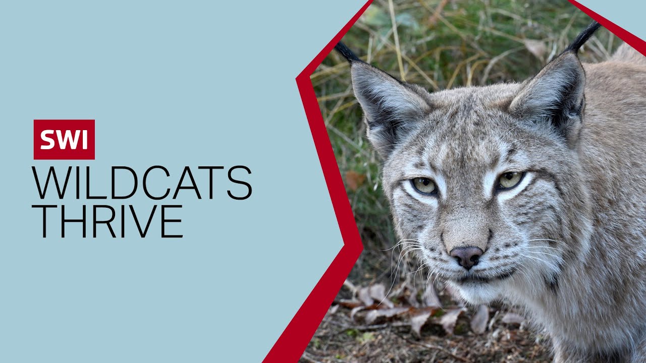 Lynx thrive in Switzerland 50 years after reintroduction