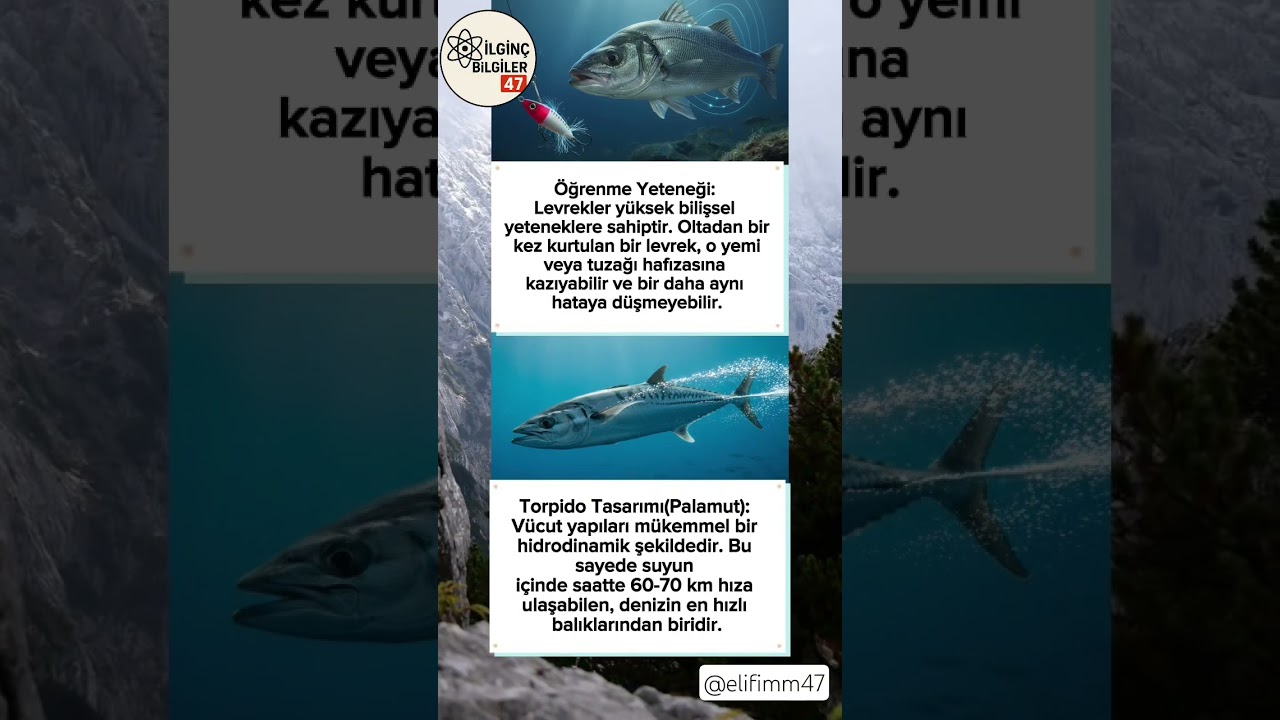 İLGİNÇ BİLGİLER 47 ✨ LEVREK İLE PALAMUT BALIĞI HAKKINDA İLGİNÇ SIRADIŞI BİLGİLER!!??😯🤔