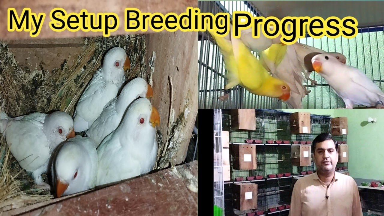 My Lovebird Breeding Progress Masha Allah Zaroor Kahen By Sohail Ahmed TV