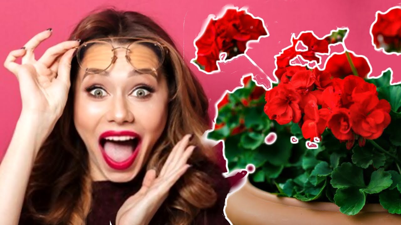 So bl&uuml;ht Deine Geranie durchgehend! 🌸 Pflanzenkunde leicht gemacht!