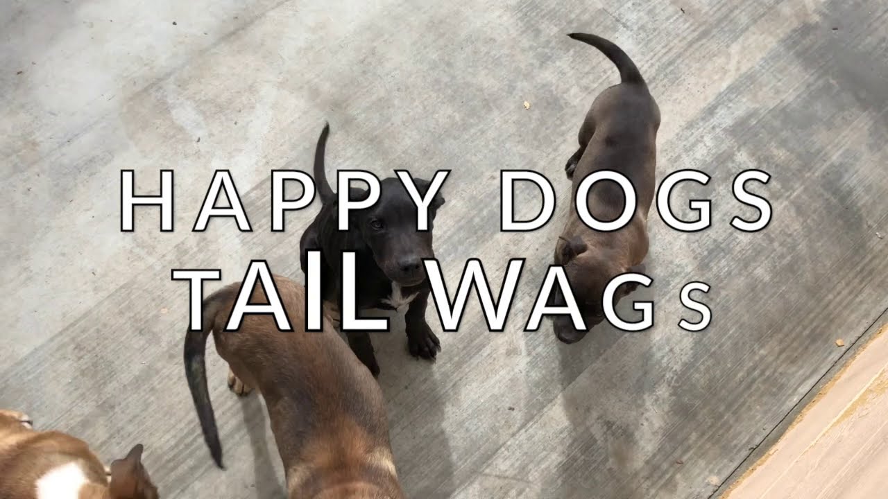 Happy Dogs Tail Wags