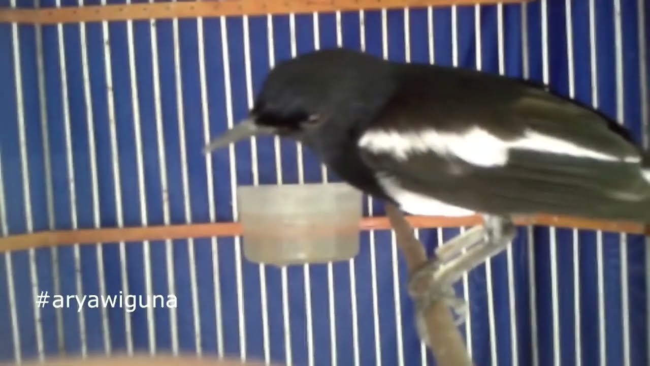 Meningkatkan EMOSI KACER dengan Pancingan KICAU kacer EMOSI BERAS