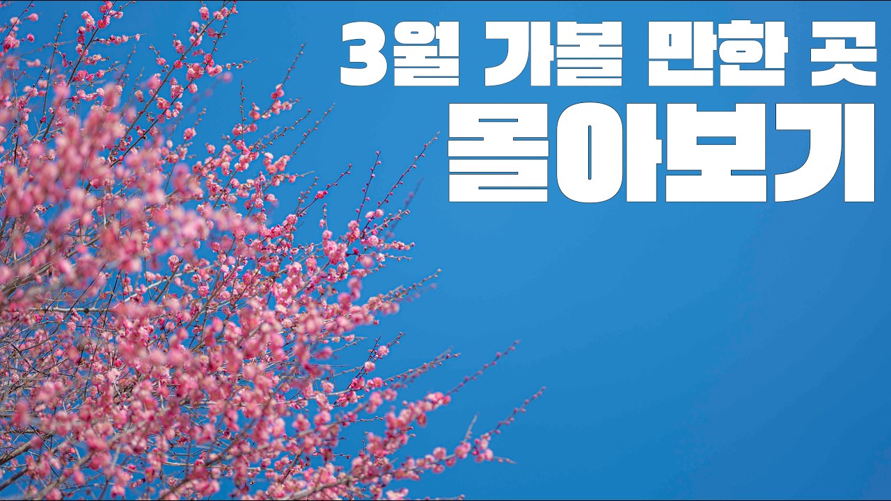 3월에는 여기 가보세요! 3월 가볼 만한 여행지 모아보기입니다! 매화명소와 산수유명소, 그리고 잘 알려지지 않은 여행지까지 모아서 소개해 드립니다.