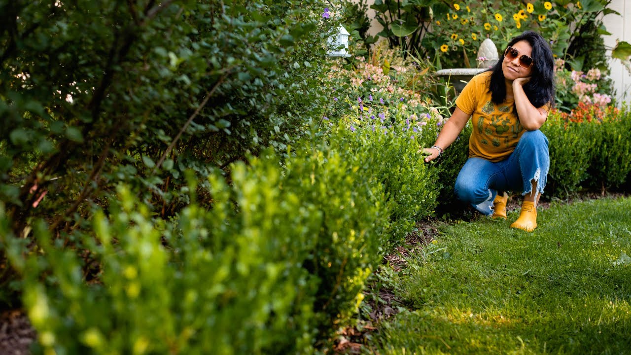 BOXWOOD HEDGE 3 year update | How many I lost?
