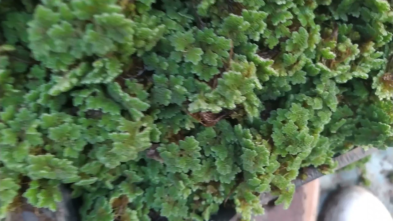 خلاصة نجاح الازولا....هنا ...شاهده للآخر ولن تحتاج لسؤال أحد بعد اليوم..لاتنسى 4اجذاء ...