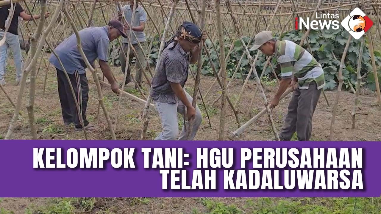 Dituduh Curi Sawit, Warga Bentrok dengan Petugas Keamanan Perusahaan | LIS 4/3