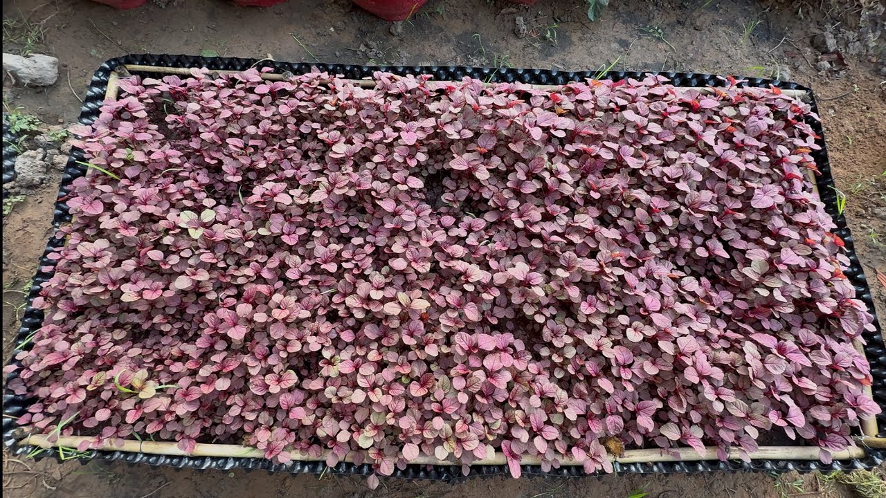 Cách Trồng Rau Dền Đỏ