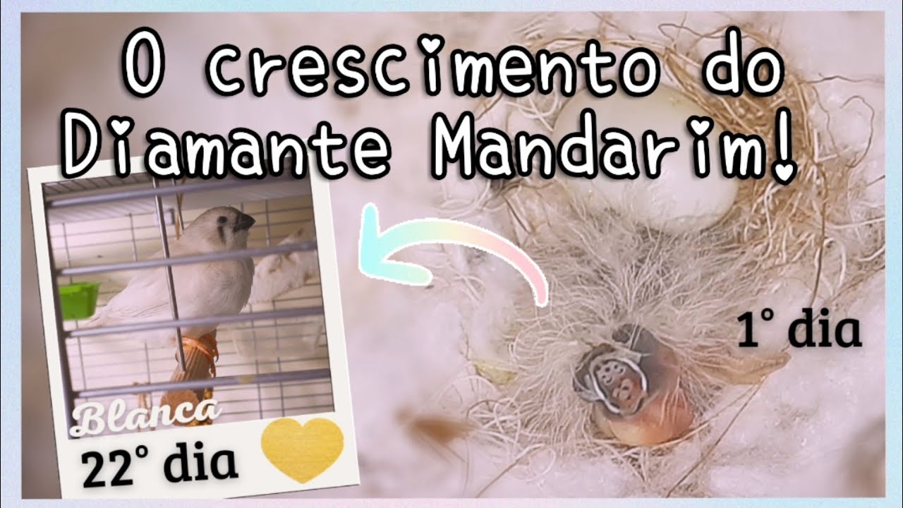 Criação de Diamante Mandarim: O crescimento do Diamante Mandarim do 1° ao 22° dia de vida!🥚🐣🐥🐤🐦💖