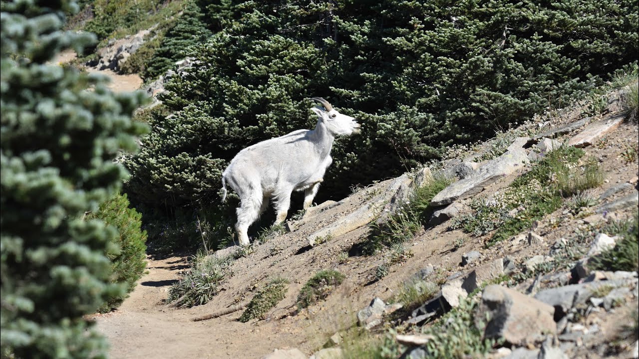 Mount Rainier 2020