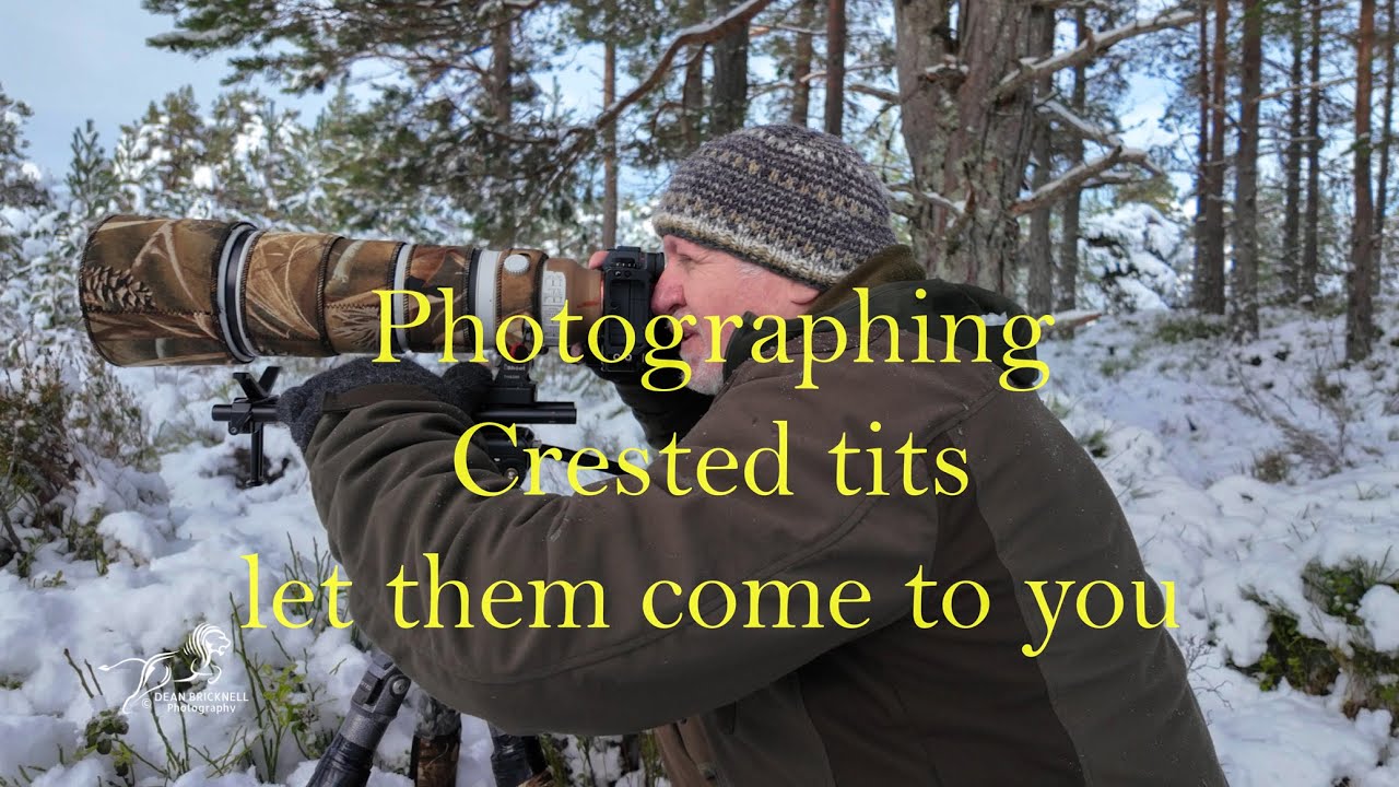 Photographing Crested tits, let them find you, keep it simple.