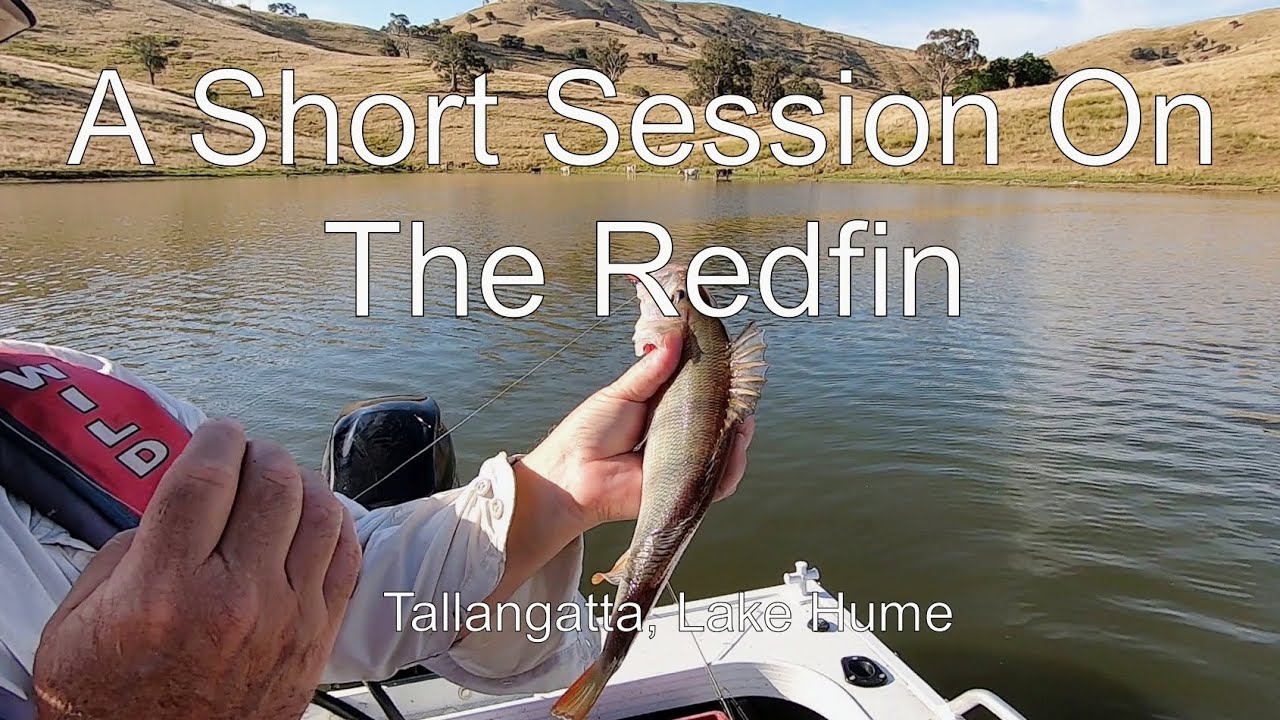 A Short Session On The Redfin (Tallangatta, Lake Hume)