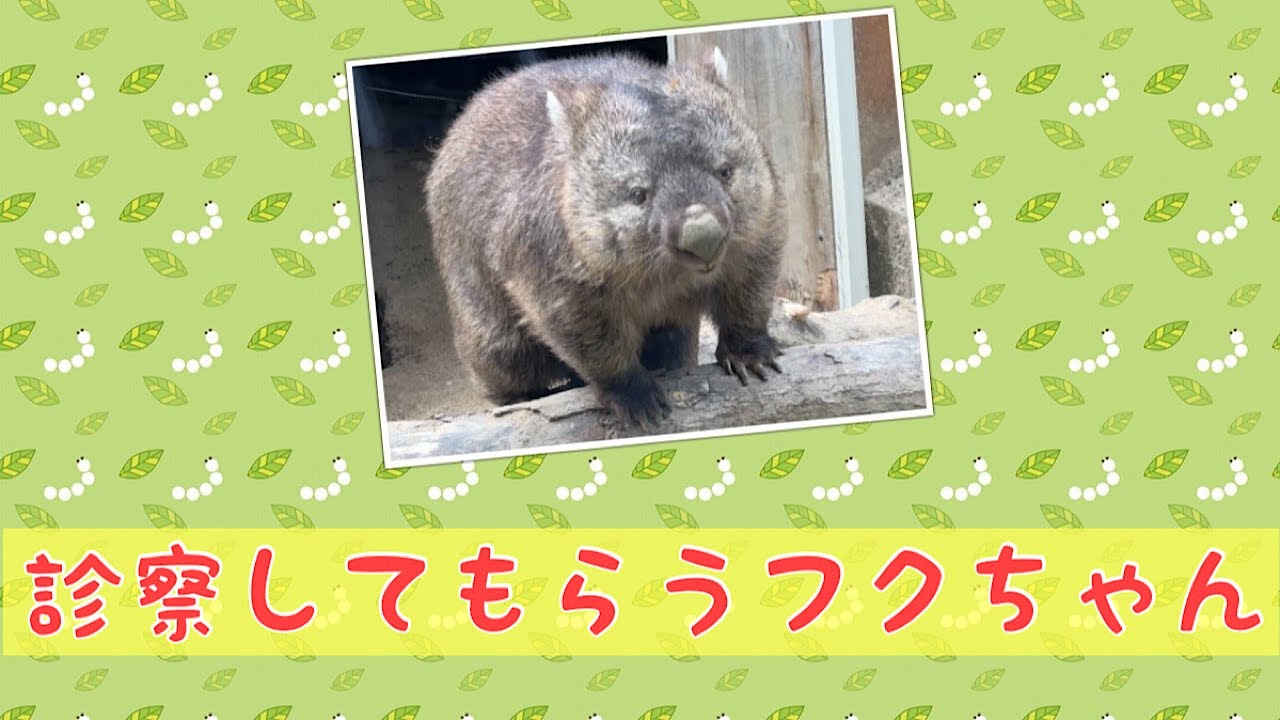 【wombat】診察してもらうフクちゃん☆(Medical examination)