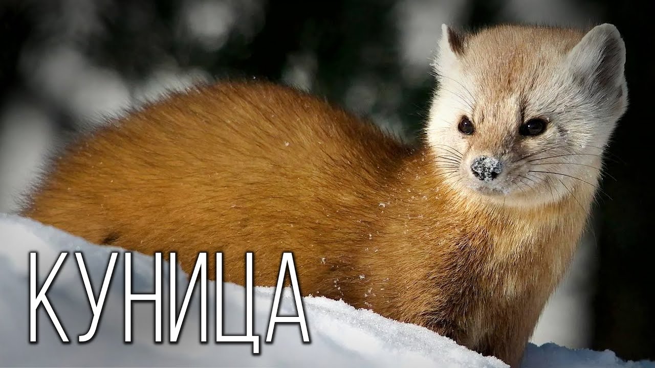 Куница: Ловкая и Пушистая Охотница | Интересные факты про куниц