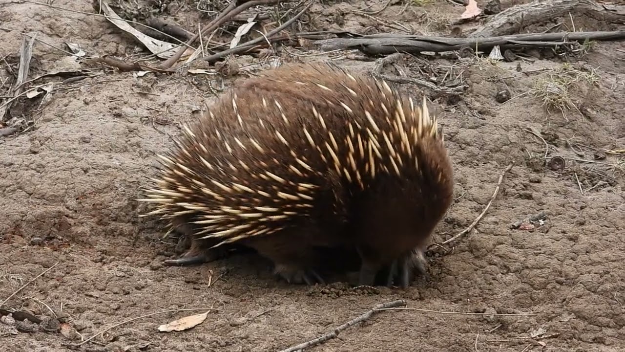 Tasmanian Echidna (Tachyglossus aculeatus setosus)