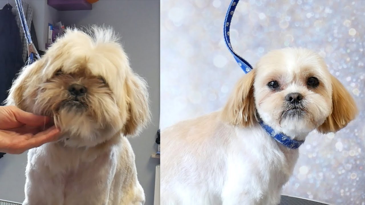 Grooming Guide - Shih Tzu Head Grooming #49
