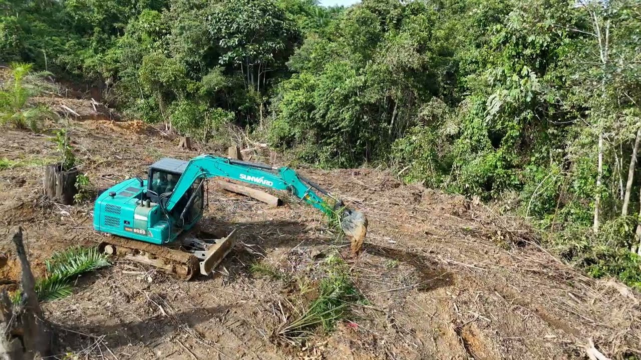 Menanam ulang kebun menggunakan jenis bibit unggul Topas 3