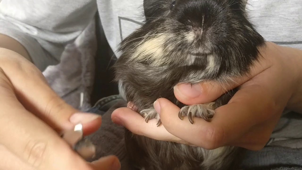 Krallen schneiden beim Meerschweinchen
