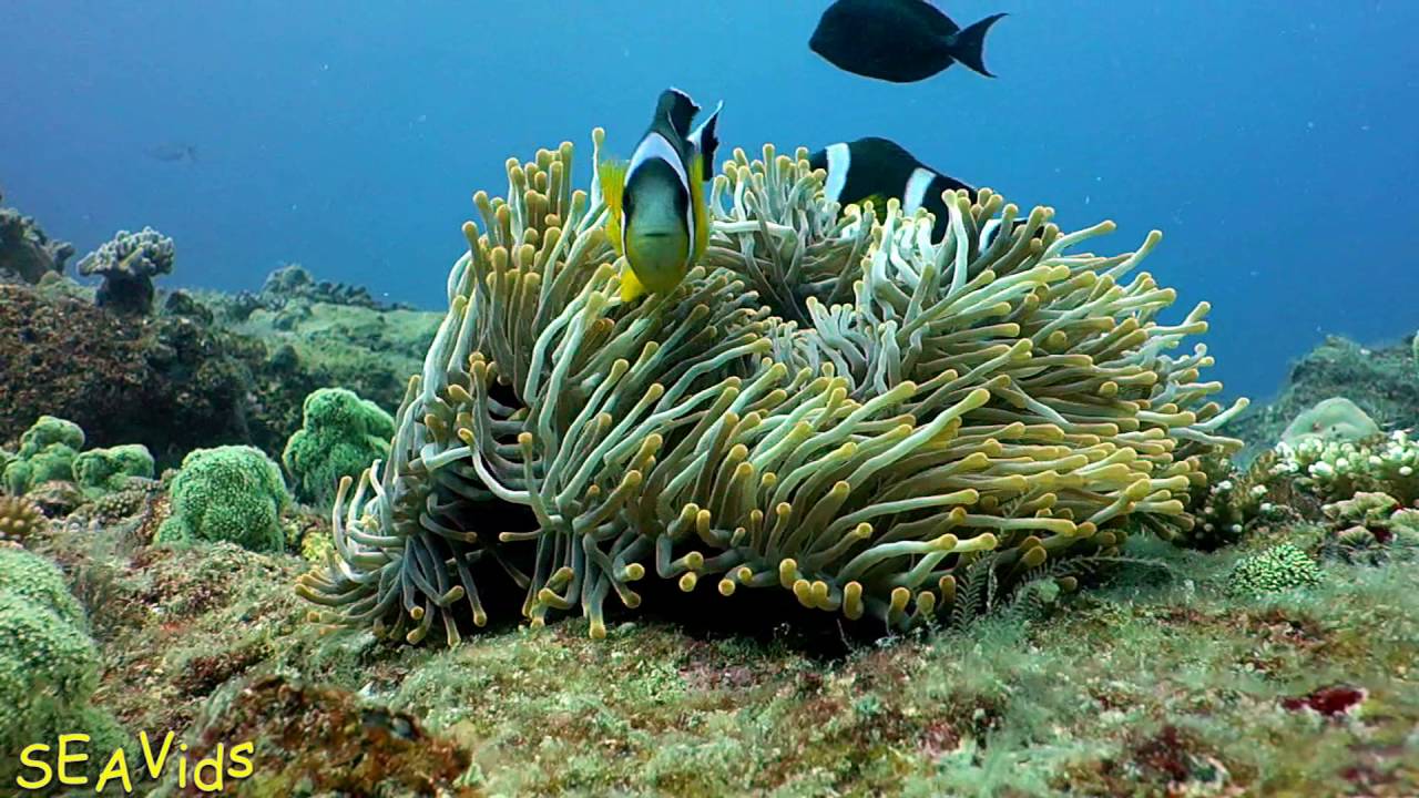 Diving in Mauritius (trou aux biches)