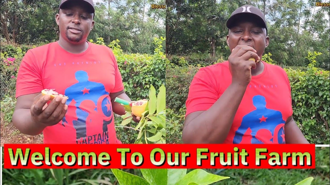 THE WAMIANGA'S FRUIT FARM ft Mr. Wamianga || VILLAGE EDITION ||BLESSED WAMIANGA FAMILY #subscribe