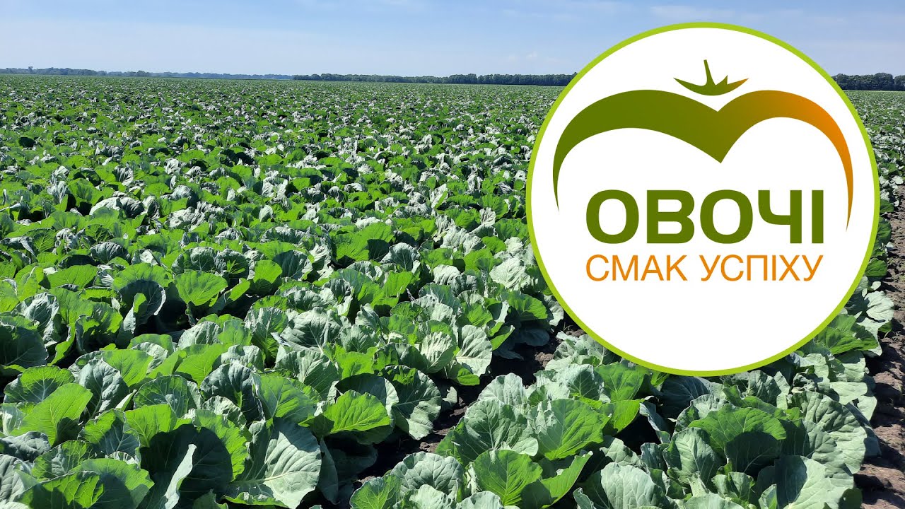 Білоголова капуста. СЕКРЕТИ гарного ВРОЖАЮ | Овочі.Смак успіху