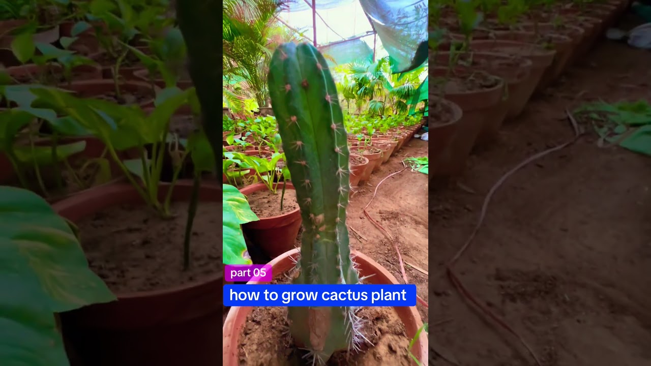 cactus plant 2025 | bryophyllum cactus plant online | cactus plant cheap