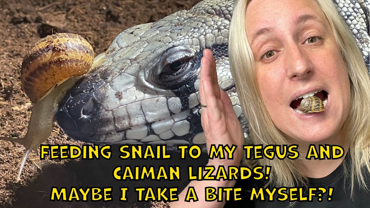 Tegus and caiman lizards eating snails! Maybe I take a bite myself?! Jummie!