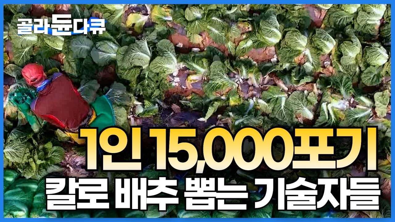 한국인 필수품! 세 번쯤은 흔들어야 뽑히는 험난한 고랭지 김장 배추 수확｜