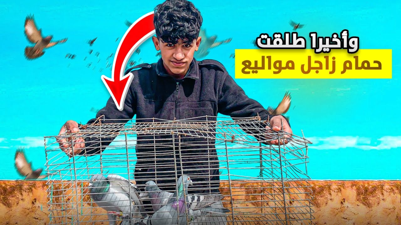 طلقت حمام سباق يرجع لمواليع🕊️فرحت من قلبي🥹