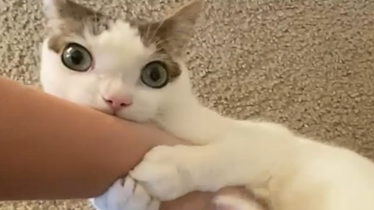 Tears as cat orphaned 2 years ago still seeks mom's comfort