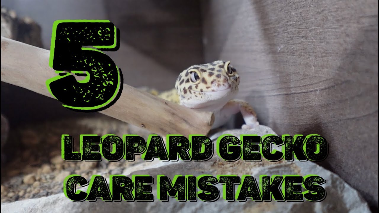 TOP 5 leopard gecko care mistakes
