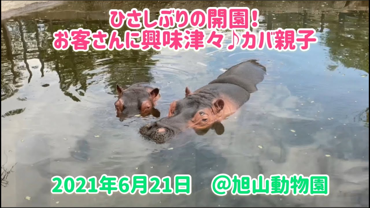 ひさしぶりの開園！お客さんに興味津々♪カバ親子