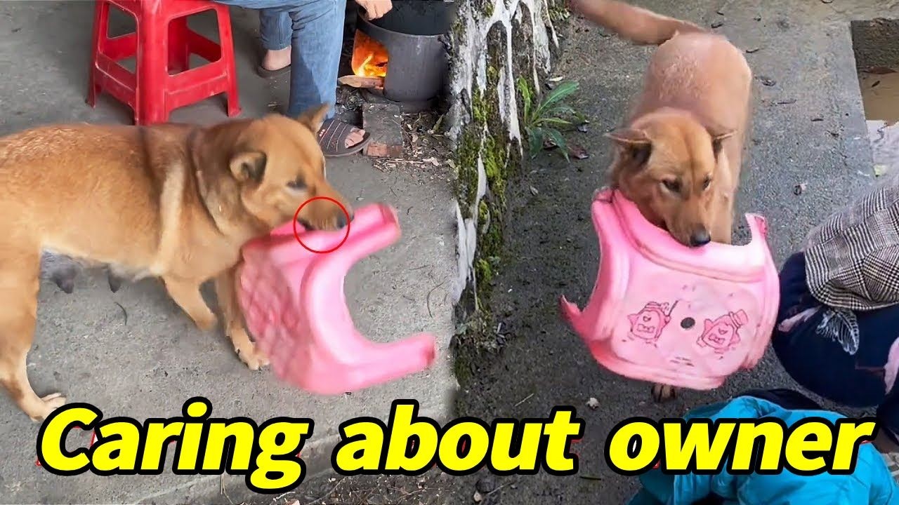 Когда Дахуан увидела, как её хозяйка усердно стирает белье, она подошла и принесла ей табурет.