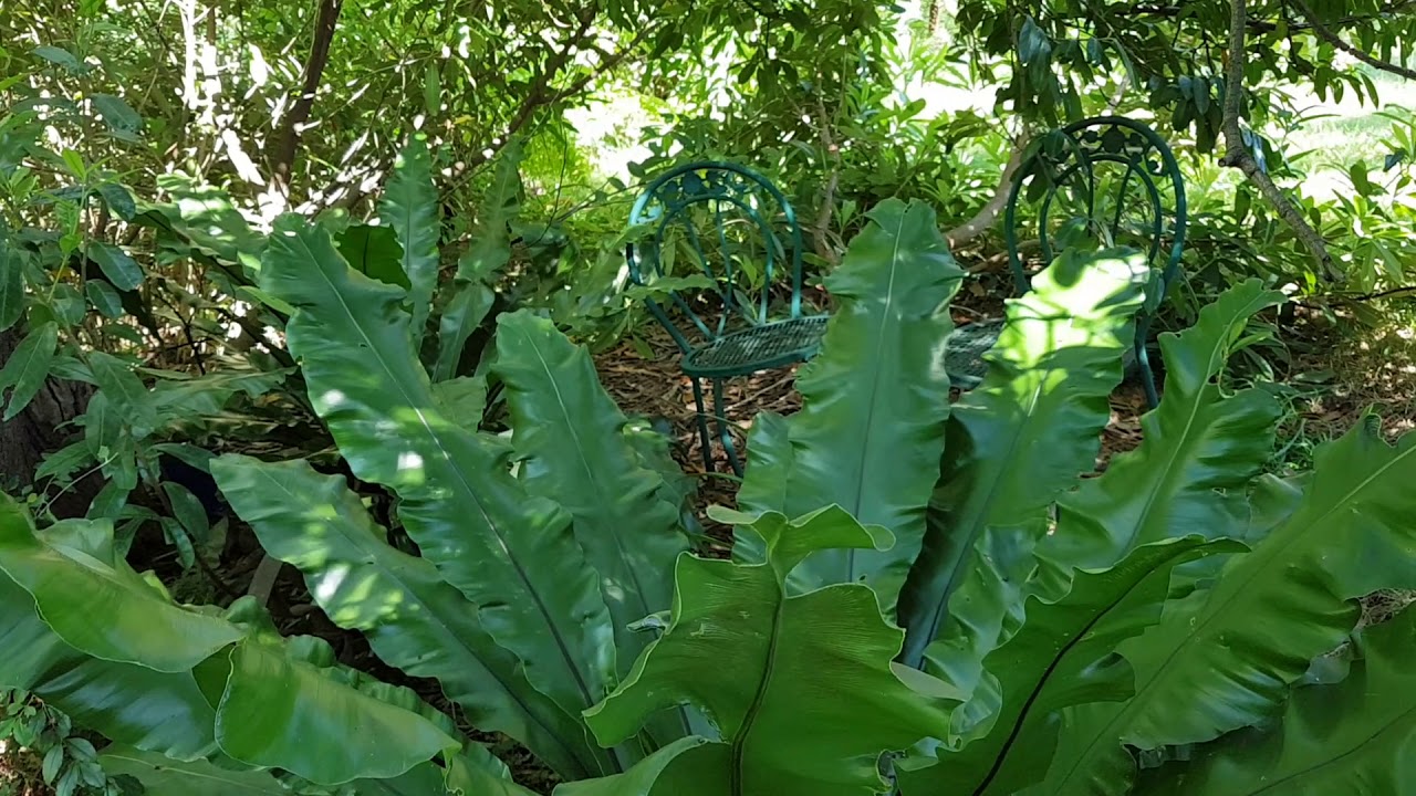 Blue Country Lodge/ Mountain Escape garden 😊🌹