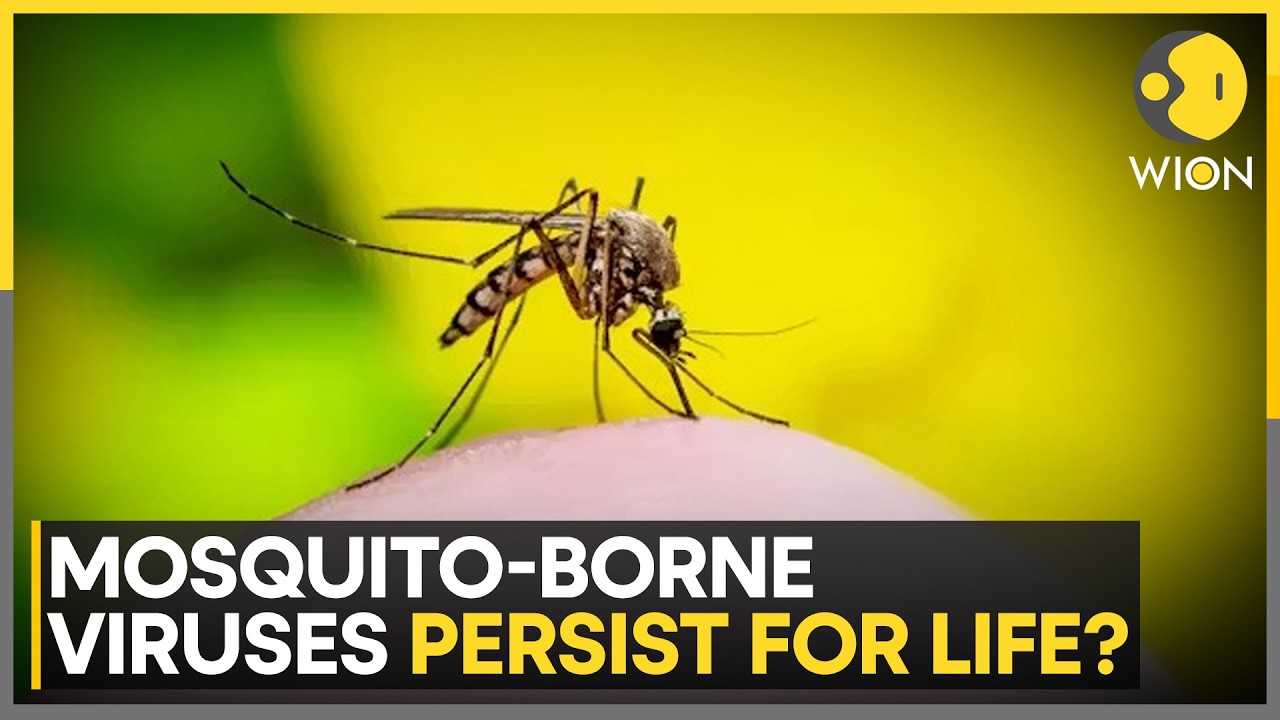 Why Do Viruses Not Kill Mosquitoes That Transmit Them? | WION